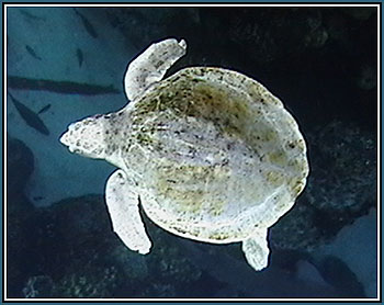 Sea Turtle at the New England Aquarium in Boston &copy; Page Makers, LLC